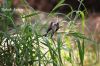 Filename=Chenchert_6912.JPG
Filesize=228KiB
Dimensions=1533x1022
Date added=Aug 27, 2012 Chenchert_6912.JPG