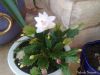 Filename=Christmas_Cactus_8.jpg
Filesize=180KiB
Dimensions=1333x1000
Date added=Mar 10, 2013 Christmas_Cactus_8.jpg