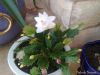 Christmas_Cactus_8.jpg