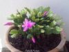 Christmas_Cactus_9.jpg