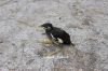 Common_Myna_chick_6432.JPG