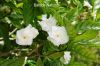 Filename=Crape_Jasmine_Flore_Pleno_6343.JPG
Filesize=201KiB
Dimensions=1800x1200
Date added=May 20, 2012 Crape_Jasmine_Flore_Pleno_6343.JPG