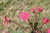 Filename=Crown_or_Thorns__8640.JPG
Filesize=175KiB
Dimensions=1500x1000
Date added=Mar 10, 2013 Crown_or_Thorns__8640.JPG