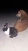 Filename=Dog___Rabbit.JPG
Filesize=37KiB
Dimensions=581x1032
Date added=Jun 19, 2018 Dog___Rabbit.JPG