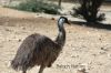 Emu_2454.JPG