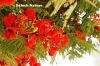 Filename=Flame_Tree_6658.JPG
Filesize=272KiB
Dimensions=1800x1200
Date added=Jul 12, 2012 Flame_Tree_6658.JPG