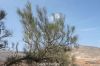 Filename=Gazz_Rogen_7613.JPG
Filesize=331KiB
Dimensions=1500x1000
Date added=Sep 29, 2012 Gazz_Rogen_7613.JPG
