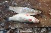 Filename=Gedd_5112___.JPG
Filesize=157KiB
Dimensions=1200x800
Date added=Aug 24, 2014 Gedd_5112___.JPG