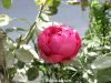 Filename=Golab.JPG
Filesize=142KiB
Dimensions=1333x1000
Date added=Feb 22, 2013 Golab.JPG