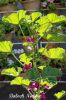 Filename=Goragpad.jpg
Filesize=108KiB
Dimensions=600x903
Date added=May 26, 2012 Goragpad.jpg