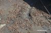 Filename=Gorr_4800.JPG
Filesize=255KiB
Dimensions=1200x800
Date added=Jul 20, 2016 Gorr_4800.JPG