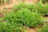 Filename=Gowatag_2672.JPG
Filesize=420KiB
Dimensions=1800x1200
Date added=Nov 25, 2011 Gowatag_2672.JPG