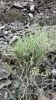 Filename=Granmozg00769.JPG
Filesize=415KiB
Dimensions=900x1599
Date added=May 19, 2014 Granmozg00769.JPG
