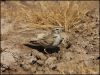 Greater_short-toed_lark.jpg