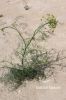 Filename=Gwatag__9464.JPG
Filesize=214KiB
Dimensions=900x1350
Date added=Mar 23, 2013 Gwatag__9464.JPG