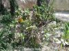 Filename=Hinjeer_0090.jpg
Filesize=589KiB
Dimensions=1348x1011
Date added=Aug 10, 2011 Hinjeer_0090.jpg