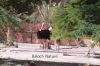 Filename=Hoshter_morg__2457.JPG
Filesize=301KiB
Dimensions=1800x1200
Date added=Dec 02, 2011 Hoshter_morg__2457.JPG