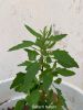Filename=IMG-0546.JPG
Filesize=136KiB
Dimensions=1000x1333
Date added=Dec 18, 2019 IMG-0546.JPG