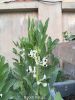 Filename=IMG-3800.JPG
Filesize=233KiB
Dimensions=1200x1600
Date added=Jan 27, 2019 IMG-3800.JPG