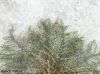 Filename=IMG-7313_28229.jpg
Filesize=210KiB
Dimensions=1067x800
Date added=Oct 25, 2019 IMG-7313_28229.jpg