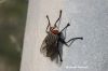 Filename=IMG_0829.JPG
Filesize=122KiB
Dimensions=1350x900
Date added=Jan 14, 2016 IMG_0829.JPG