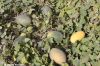 Filename=IMG_1295.JPG
Filesize=232KiB
Dimensions=1200x800
Date added=Oct 10, 2016 IMG_1295.JPG
