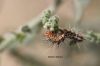 Filename=IMG_2419.JPG
Filesize=66KiB
Dimensions=1200x800
Date added=Mar 11, 2018 IMG_2419.JPG