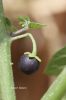 Filename=IMG_3145.JPG
Filesize=62KiB
Dimensions=600x900
Date added=Apr 21, 2018 IMG_3145.JPG