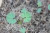 Filename=IMG_3777.JPG
Filesize=128KiB
Dimensions=1200x800
Date added=Dec 11, 2018 IMG_3777.JPG