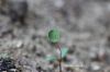 Filename=IMG_3784.JPG
Filesize=69KiB
Dimensions=1200x800
Date added=Dec 02, 2018 IMG_3784.JPG