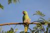 Filename=IMG_4250.JPG
Filesize=137KiB
Dimensions=1500x1000
Date added=Mar 08, 2019 IMG_4250.JPG