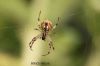 Filename=IMG_4417.JPG
Filesize=85KiB
Dimensions=1500x1000
Date added=Mar 02, 2019 IMG_4417.JPG