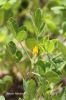 Filename=IMG_4497.JPG
Filesize=103KiB
Dimensions=800x1200
Date added=Jun 15, 2016 IMG_4497.JPG