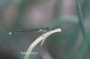 Filename=IMG_4615.JPG
Filesize=66KiB
Dimensions=1500x1000
Date added=Mar 15, 2019 IMG_4615.JPG