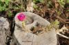 Filename=IMG_4662.JPG
Filesize=136KiB
Dimensions=1200x800
Date added=Jun 15, 2016 IMG_4662.JPG