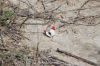 Filename=IMG_4884~0.JPG
Filesize=222KiB
Dimensions=1350x900
Date added=Aug 10, 2014 IMG_4884~0.JPG