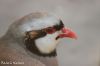 Filename=IMG_5407.JPG
Filesize=74KiB
Dimensions=1200x800
Date added=Jul 03, 2019 IMG_5407.JPG