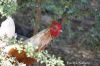 Filename=IMG_5436.JPG
Filesize=118KiB
Dimensions=1200x800
Date added=Jul 17, 2019 IMG_5436.JPG