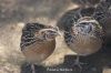 Filename=IMG_5442.JPG
Filesize=104KiB
Dimensions=1200x800
Date added=Jun 29, 2019 IMG_5442.JPG