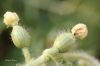 Filename=IMG_5683.JPG
Filesize=64KiB
Dimensions=1200x800
Date added=Aug 16, 2016 IMG_5683.JPG