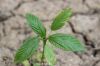 Filename=IMG_6242.JPG
Filesize=57KiB
Dimensions=900x600
Date added=Oct 29, 2016 IMG_6242.JPG
