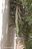 Filename=IMG_6349.JPG
Filesize=166KiB
Dimensions=900x1350
Date added=May 01, 2015 IMG_6349.JPG
