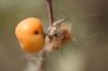 Filename=IMG_6670.JPG
Filesize=50KiB
Dimensions=1200x800
Date added=Dec 23, 2016 IMG_6670.JPG
