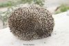Filename=IMG_8513.JPG
Filesize=164KiB
Dimensions=1200x800
Date added=Mar 06, 2017 IMG_8513.JPG