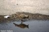 Filename=IMG_9349.JPG
Filesize=107KiB
Dimensions=1350x900
Date added=Oct 22, 2014 IMG_9349.JPG