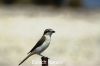 Isabelline_Shrike_1457.JPG