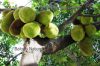 Filename=Jack_fruit_0940.JPG
Filesize=357KiB
Dimensions=1950x1300
Date added=Dec 04, 2011 Jack_fruit_0940.JPG