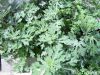 Filename=Jenni_injeer_0751.JPG
Filesize=374KiB
Dimensions=1577x1183
Date added=Aug 10, 2011 Jenni_injeer_0751.JPG