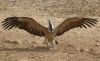 Filename=Jonkot_Long-billed_Vulture.JPG
Filesize=120KiB
Dimensions=973x600
Date added=Nov 29, 2012 Jonkot_Long-billed_Vulture.JPG
