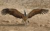 Jonkot_Long-billed_Vulture.JPG